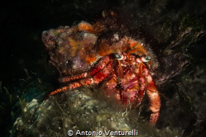 Close up on the bright eyes for this little Hermit crab. ... by Antonio Venturelli 